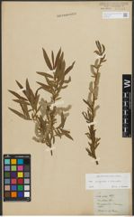 Foto von Salix purpurea L. x Salix viminalis L.